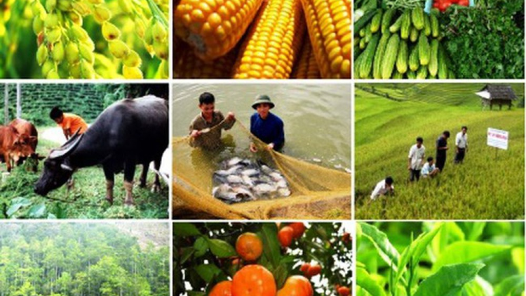 Sản phẩm nông nghiệp kỹ thuật cao và con đường ra thị trường (Hà Nội,  Hà Nam) (28/09/2020)