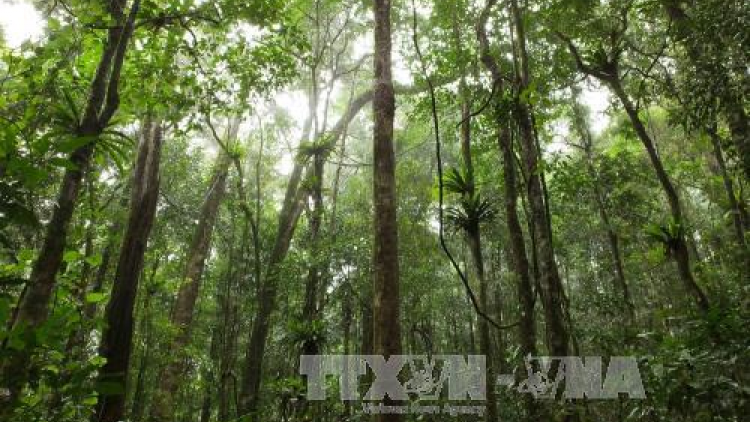 “Rừng Tây Nguyên trong áp lực phải là vàng” - “Đằng sau những cánh rừng ảo” (02/12/2020)