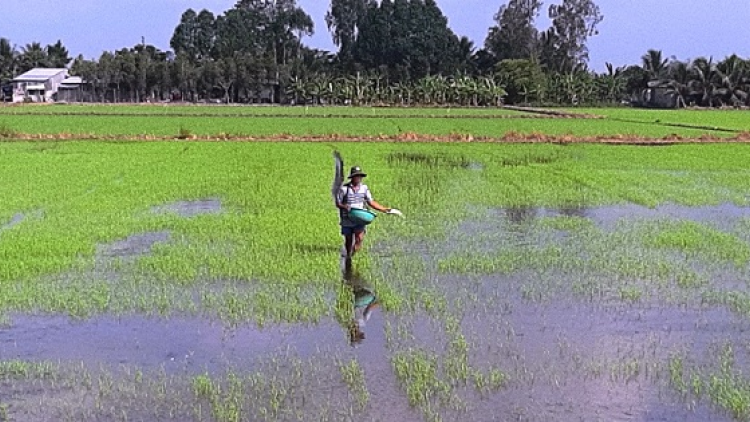 An Giang: Tháo gỡ khó khăn trong sản xuất khi giá phân bón tăng cao (16/10/2021)