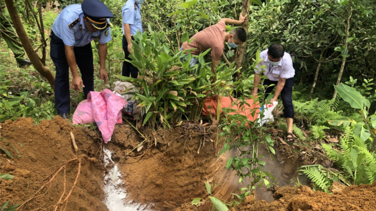 Hà Giang: Tiêu hủy trên 100 tấn lợn nhiễm dịch tả Châu Phi (19/20/2021)