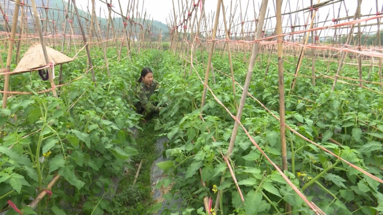 Bài 2 loạt bài  “Thay đổi tư duy kinh tế nông nghiệp – Đảng soi đường, dân thực hiện” với nhan đề: “Chuyển đổi tư duy – Biến thách thức thành hành động” (30/10/2021)