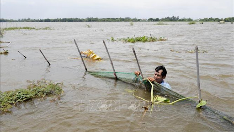 Người dân An Giang nhọc nhằn mùa nước nổi mà lũ không về (04/10/2021)