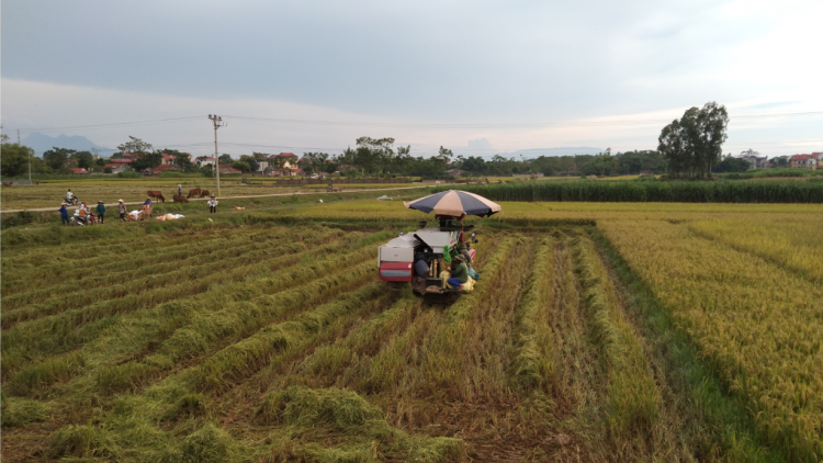 Khẩn trương thu hoạch lúa vụ mùa tại các tỉnh phía Bắc (6/10/2021)