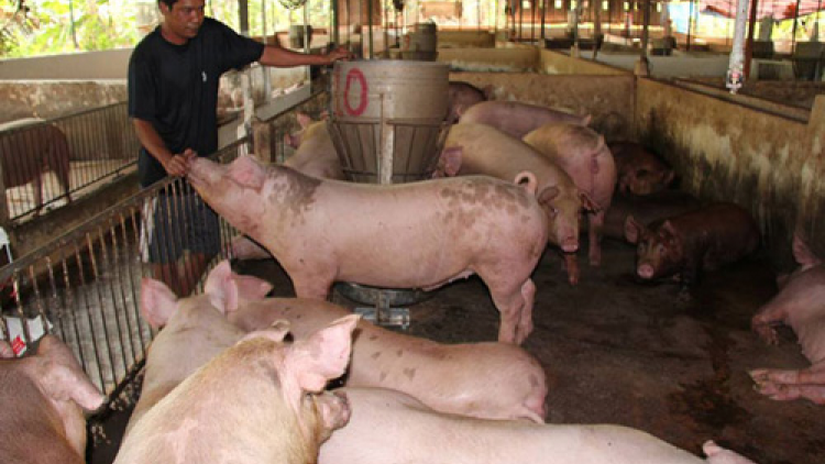Giá lợn hơi có tiếp tục rơi tự do, giải pháp nào cho chăn nuôi? (23/10/2021)