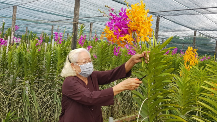 TPHCM: Nhà vườn giảm sản lượng để điều tiết giá hoa Tết (2/11/2021)