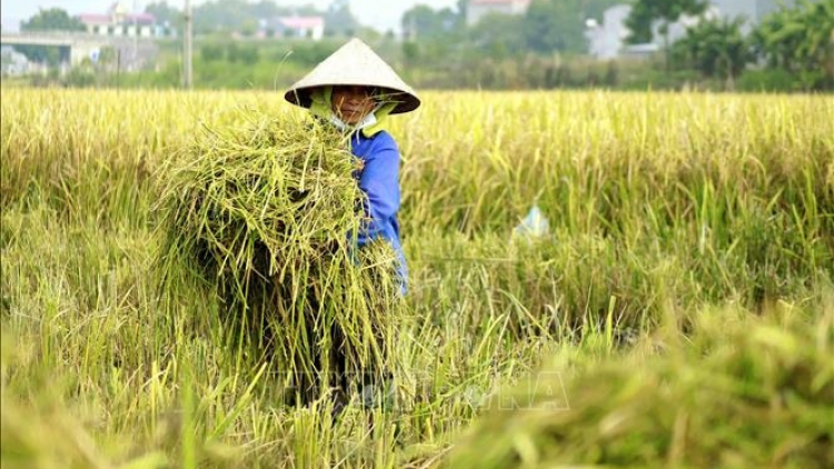 Giá vật tư phân bón tăng cao khiến người dân gặp khó vụ lúa Đông Xuân (17/11/2021)