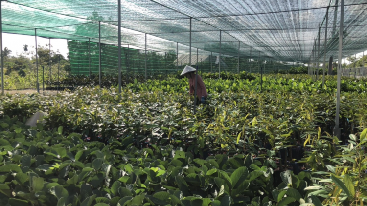 Hiệu quả chuyển đổi cơ cấu cây trồng ở Bến Tre (23/11/2021)