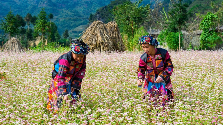 Rực rỡ sắc hoa Tam giác mạch ở Đồng Văn, Hà Giang (11/12/2021)