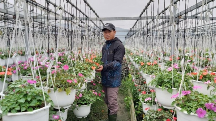 Người trồng hoa ở Đà Nẵng thấp thỏm vụ hoa Tết (03/12/2021)