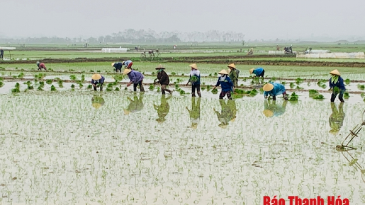 Thanh Hoá: sau Tết, nông dân nô nức xuống đồng gieo cấy vụ chiêm xuân (18/2/2021)