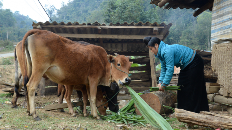 Tây Bắc hiện thực hóa khát vọng thoát nghèo (23/2/2021)