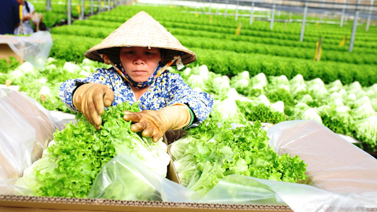 Hải Dương: Gỡ khó tiêu thụ nông sản, gia cầm giữa tâm dịch 
(05/02/2021)