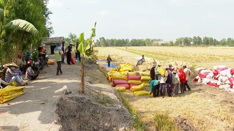 Nông dân ĐBSCL phấn khởi khi lúa Đông Xuân được mùa được giá (26/2/2021)