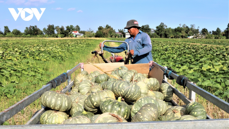 Hiệu quả ngăn mặn, trữ ngọt sớm tại Cà Mau (19/3/2021)