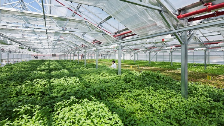 Những người trẻ khởi nghiệp thành công với mô hình nông nghiệp hiện đại (26/03/2021)