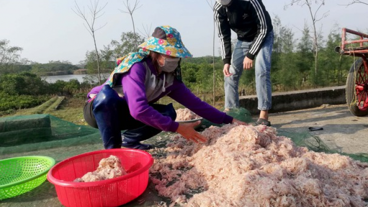 THỜI SỰ 21H30 ĐÊM 04/03/2021: Ngư dân miền Trung liên tục trúng lộc biển đầu năm