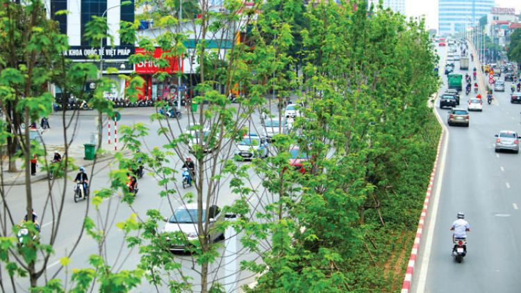Hà Nội quyết định thay thế cây phong cũng chóng vánh như khi trồng (07/04/2021)