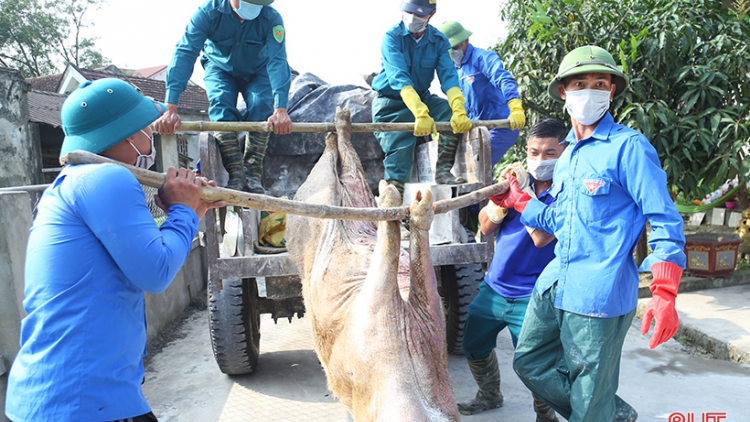 Hà Tĩnh: Huy động lực lượng thú y tự do tham gia phòng chống dịch (12/4/2021)