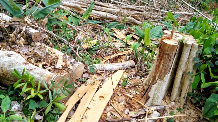 Gia Lai: Báo động tình trạng phá rừng giáp ranh (10/04/2021)