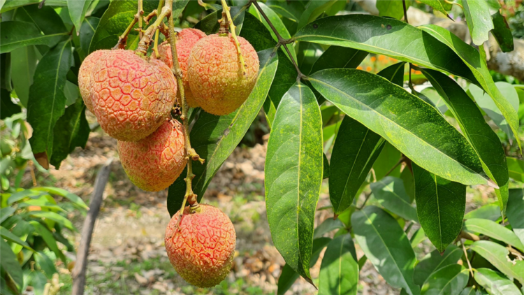 Bảo hộ chỉ dẫn địa lý tại nước ngoài- khẳng định thương hiệu nông sản Việt Nam, nhìn từ câu chuyện vải thiều Lục Ngạn (03/04/2021)