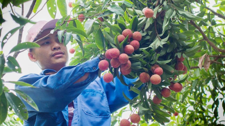 Bắc Giang - không để chuỗi sản xuất, tiêu thụ vải thiều đứt gãy (20/05/2021)