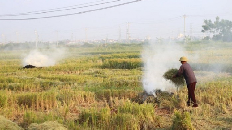 Các giải pháp hạn chế tình trạng đốt rơm rạ ở Hà Nội (17/06/2021)