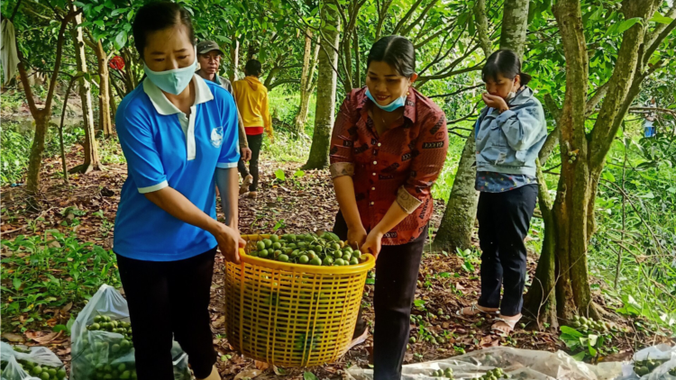 Cần Thơ chung tay tiêu thụ nông sản, giúp bà con nông dân ĐBSCL bớt khó khăn. (17/06/2021)