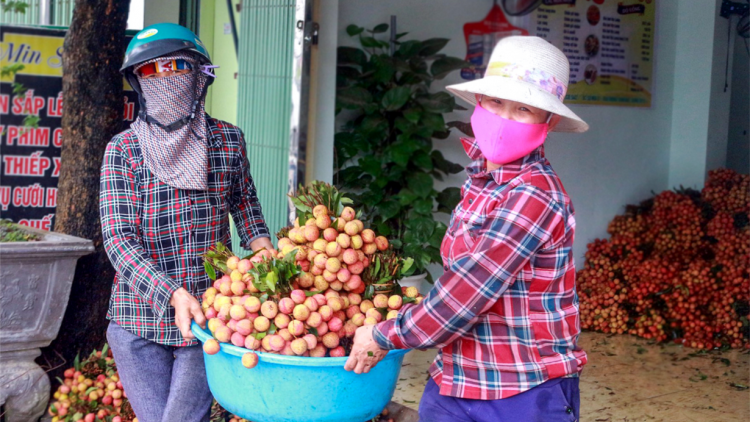 Tháo gỡ khó khăn về rào cản kỹ thuật thị trường xuất khẩu nông sản (03/06/2021)
