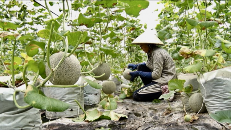 Hậu Giang: Trái cây giảm giá mạnh do ảnh hưởng dịch Covid-19 (2/7/2021)