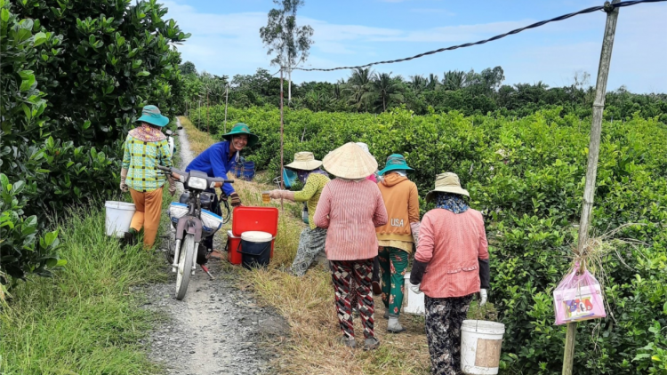 Tiền Giang: Cần giải cứu vườn chanh thương phẩm đang ế ẩm, bế tắc đầu ra (28/07/2021)
