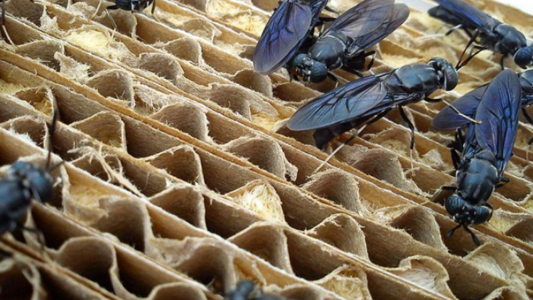 Mô hình “vườn ươm” côn trùng, bảo vệ mùa màng không dùng thuốc trừ sâu ở Pháp (15/07/2021)