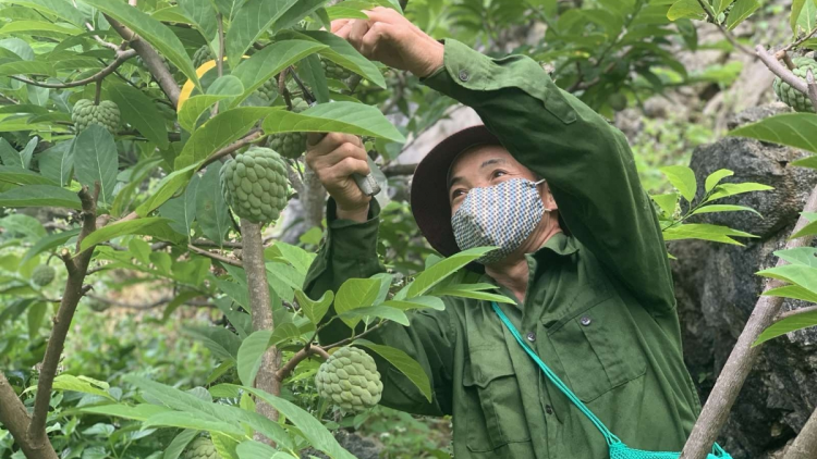 Chủ động phương án tiêu thụ na Chi Lăng trong điều kiện dịch bệnh. (20/07/2021)