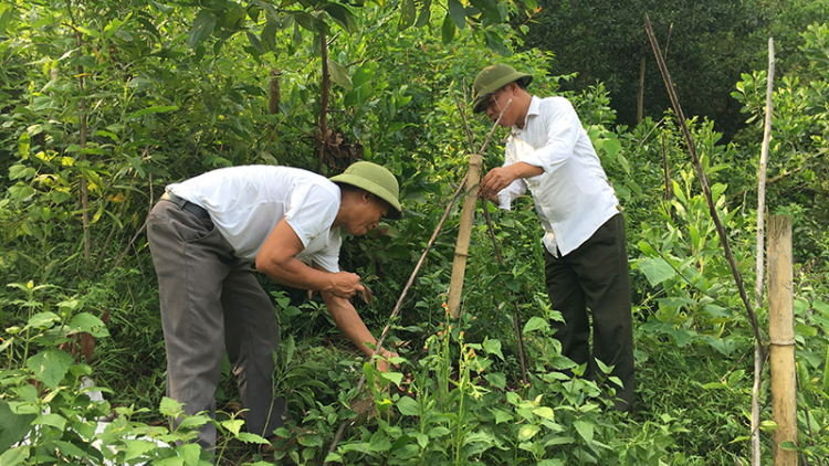 Những đảng viên làm giàu trên đỉnh Phia Khao, tỉnh Bắc Kạn (21/08/2021)