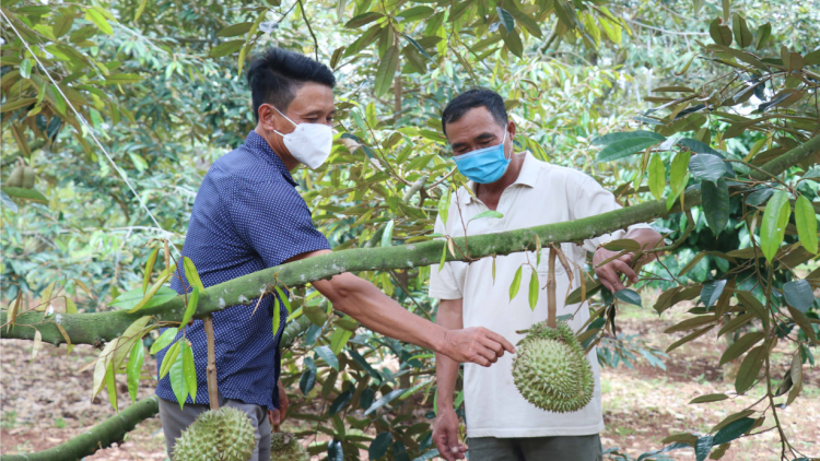 Đắk Lắk nỗ lực tìm giải pháp tiêu thụ sầu riêng (03/08/2021)