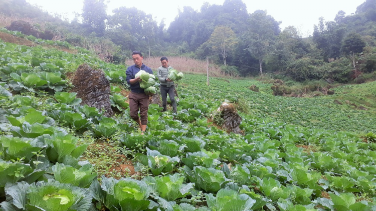 Kỹ thuật trồng rau trái vụ cho hiệu quả cao. (17/08/2021)