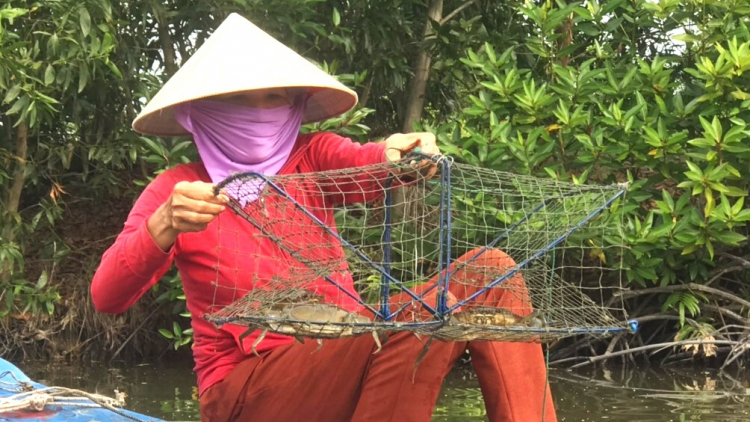 Giá cua Cà Mau tăng từng ngày (12/1/2023)