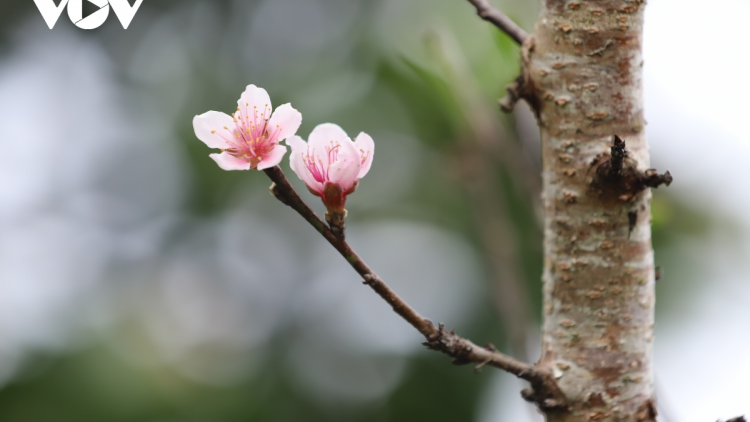 Đào xuân nhộn nhịp xuống phố (7/1/2023)