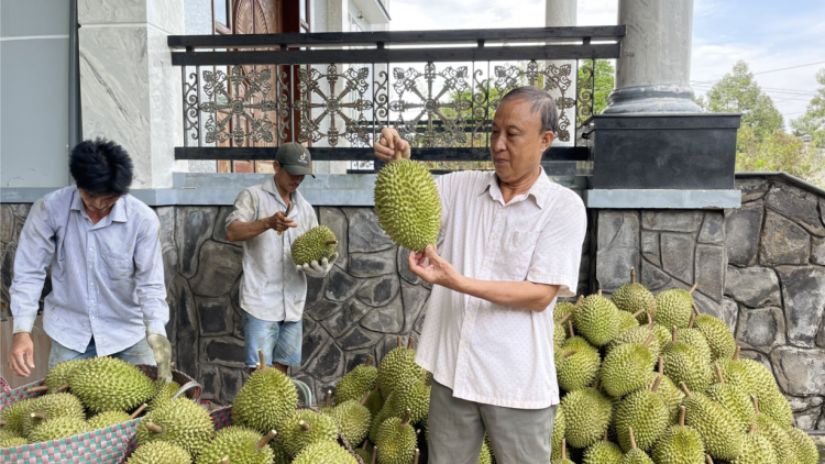 Tiền Giang: Nhà vườn trồng sầu riêng đón Tết ngọt ngào hương vị (18/1/2023)
