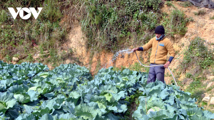 Hiệu quả từ các mô hình cùng nông dân tăng thu nhập ở Sa Pa (31/1/2023)