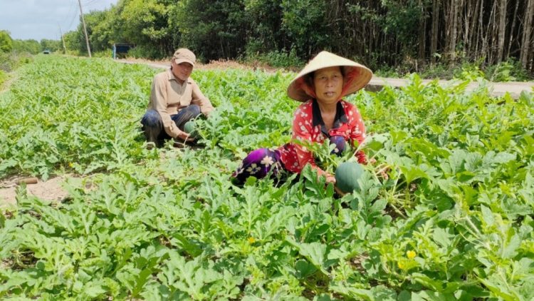 Cà Mau: Vụ dưa đón Tết trên đất mặn được mùa (6/1/2023)