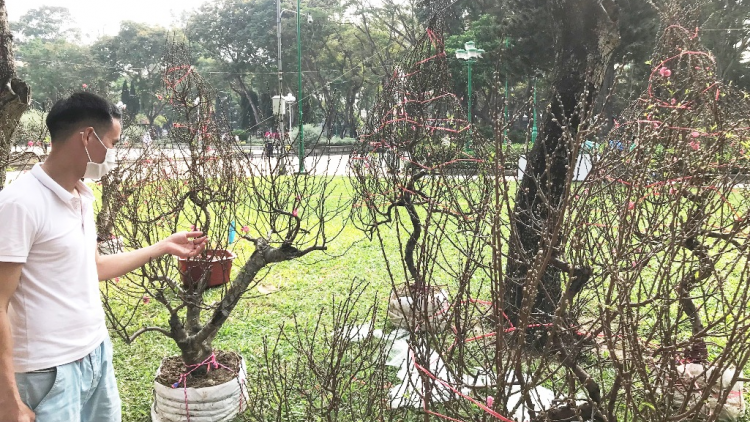 Số lượng hoa, cây kiểng miền Bắc vào TP.HCM giảm (14/1/2023)