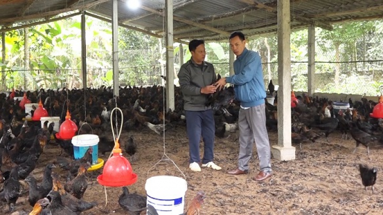 Giá lợn hơi và các mặt hàng thực phẩm ở Yên Bái ổn định dịp giáp Tết (16/01/2023)