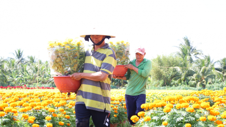 Cần Thơ: “Hoa Xuân lạ” hút hàng dịp Tết (20/1/2023)