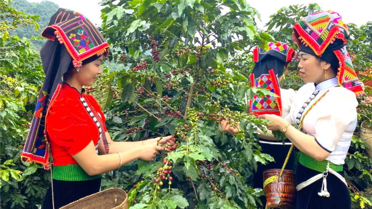 Cà phê Arabica Sơn La – Hương vị núi rừng Tây Bắc (18/10/2023)