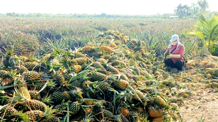 Tiền Giang: Giá khóm đạt kỉ lục, nông dân vùng Đồng Tháp Mười phấn khởi (12/10/2023)