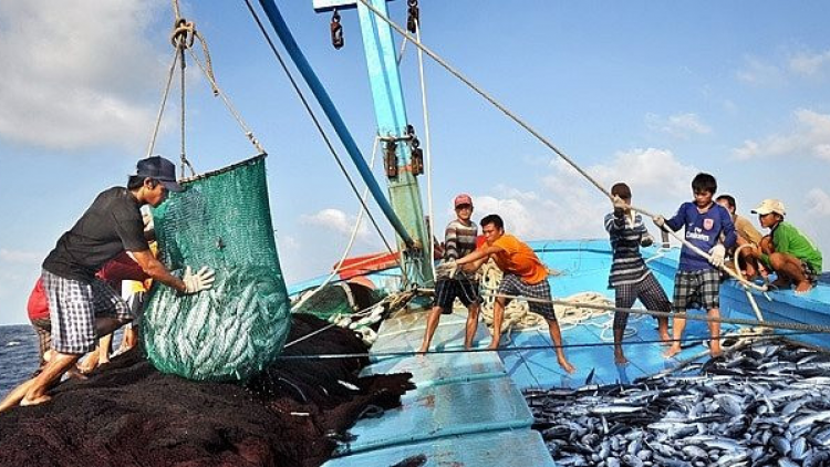 EC đánh giá cao nỗ lực chuyển biến nghề cá có trách nhiệm của Việt Nam (21/10/2023)