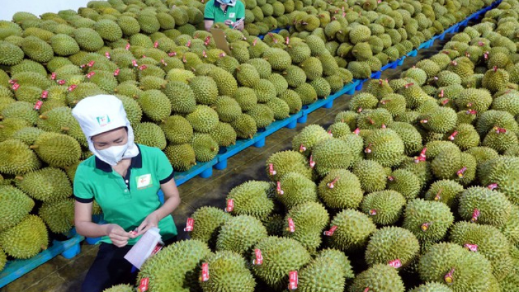 Hết quý 3, kim ngạch xuất khẩu rau quả vượt cả năm ngoái (01/10/2023)