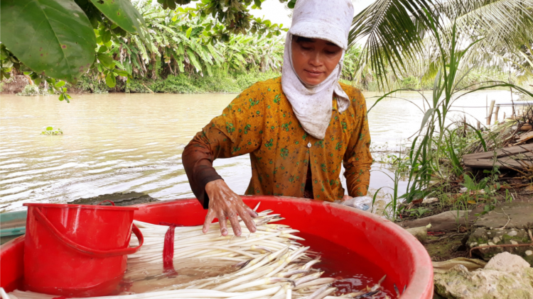 Nhiều mô hình kinh tế hiệu quả của phụ nữ Khmer Sóc Trăng (19/10/2023)