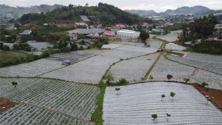 Nông dân Sơn La thu tiền tỷ từ trồng dâu tây (24/11/2023)