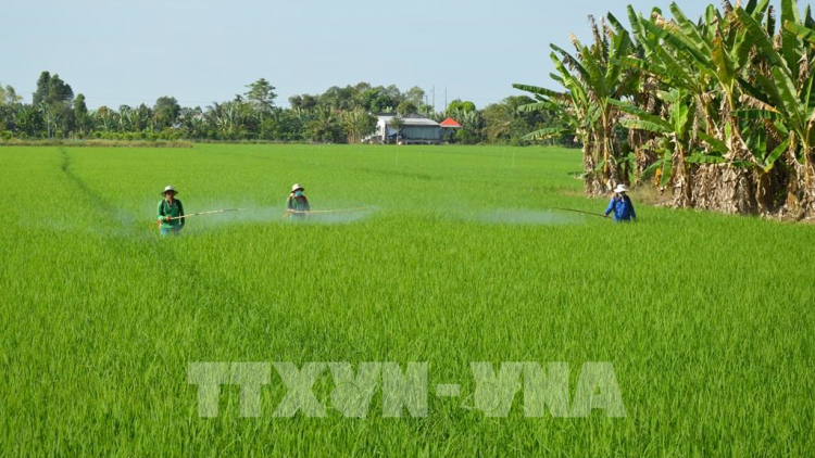 Sẵn sàng sản xuất lúa chất lượng cao gắn với tăng trưởng Xanh (29/11/2023)